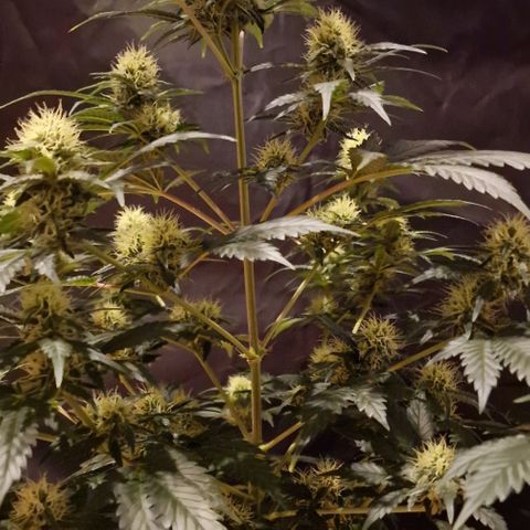 Sweet Seeds - Green Poison growlog timeline photo