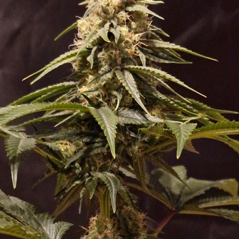 Fastbuds FF - Tropicana Cookies growlog timeline photo