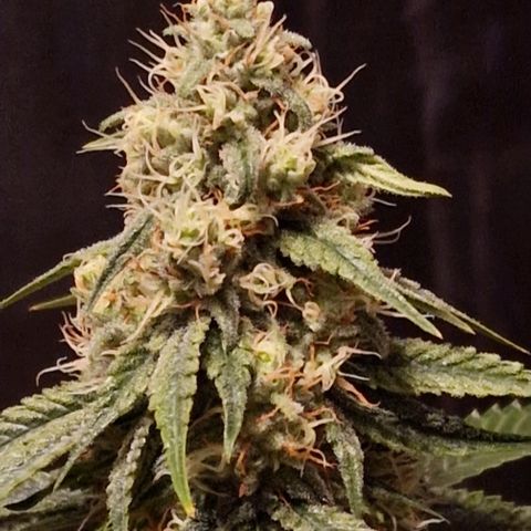 Fastbuds FF - Tropicana Cookies growlog timeline photo