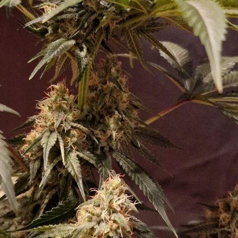 Fastbuds FF - Tropicana Cookies growlog timeline photo