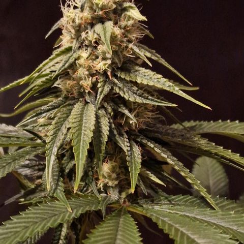 Fastbuds FF - Tropicana Cookies growlog timeline photo