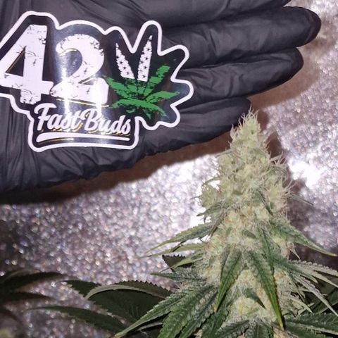 Fastbuds FF - Tropicana Cookies growlog timeline photo