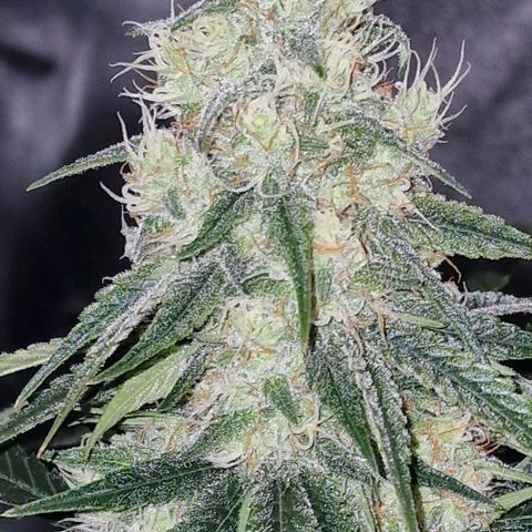 Fastbuds FF - Tropicana Cookies growlog timeline photo
