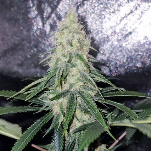 Fastbuds FF - Tropicana Cookies growlog timeline photo
