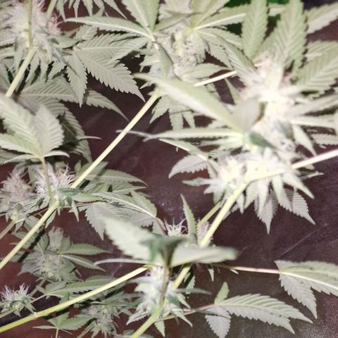 Fastbuds FF - Tropicana Cookies growlog timeline photo