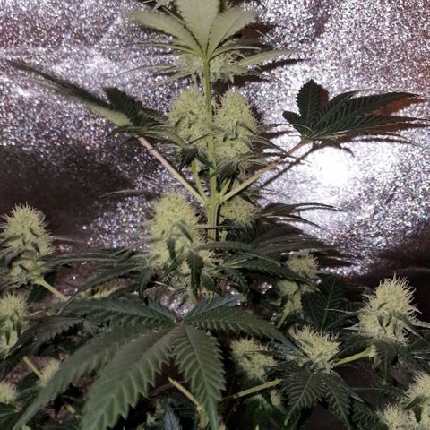 Sweet Seeds - Green Poison growlog timeline photo