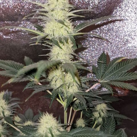 Sweet Seeds - Green Poison growlog timeline photo