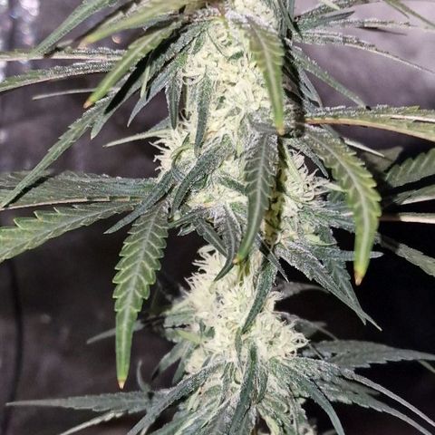 RQS - SweetZZ  growlog timeline photo
