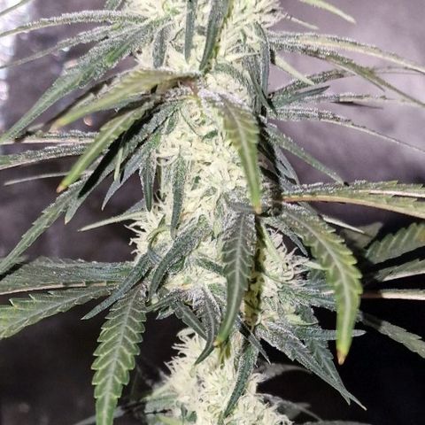 RQS - SweetZZ  growlog timeline photo