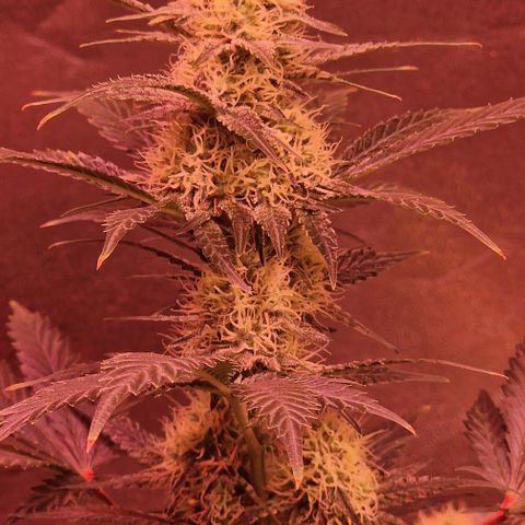 Sweet Seeds - Green Poison growlog timeline photo