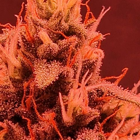 Fastbuds FF - Tropicana Cookies growlog timeline photo