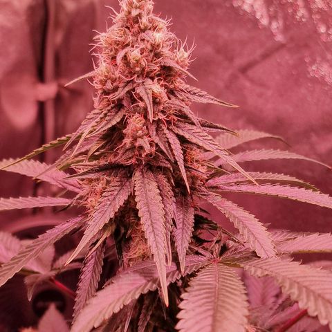 Fastbuds FF - Tropicana Cookies growlog timeline photo