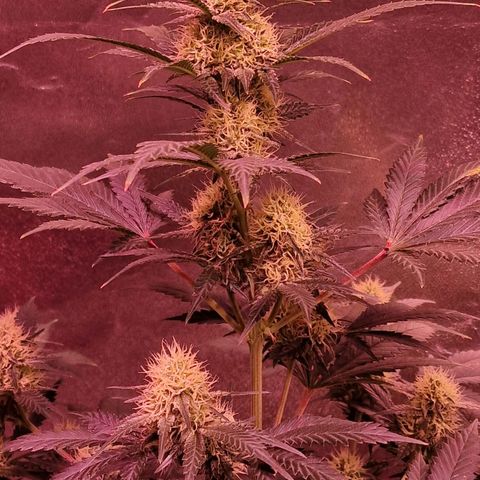 Sweet Seeds - Green Poison growlog timeline photo