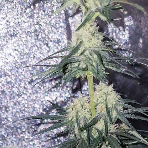 RQS - SweetZZ  growlog timeline photo