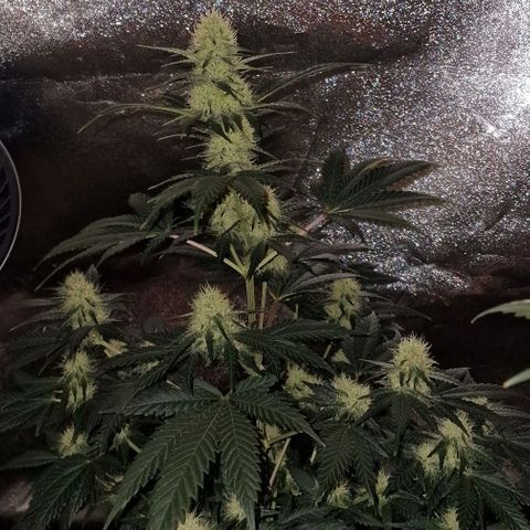 Sweet Seeds - Green Poison growlog timeline photo