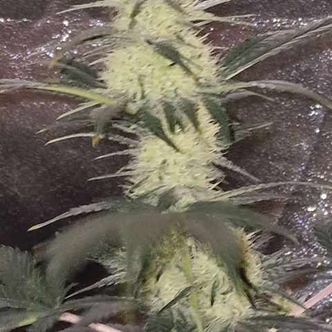 Sweet Seeds - Green Poison growlog timeline photo