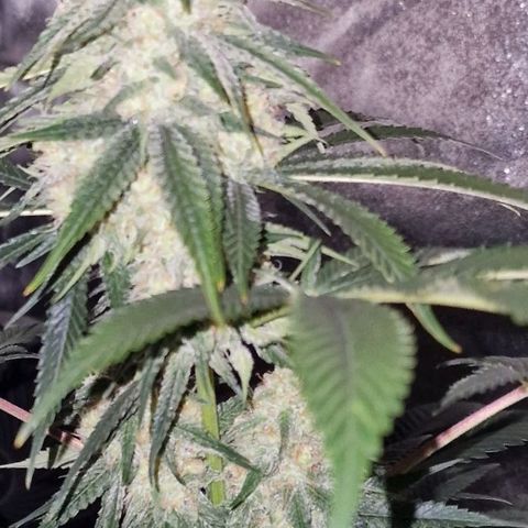 Fastbuds FF - Tropicana Cookies growlog timeline photo