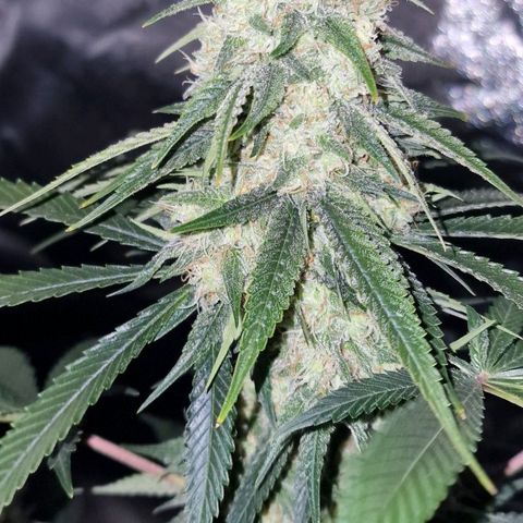 Fastbuds FF - Tropicana Cookies growlog timeline photo