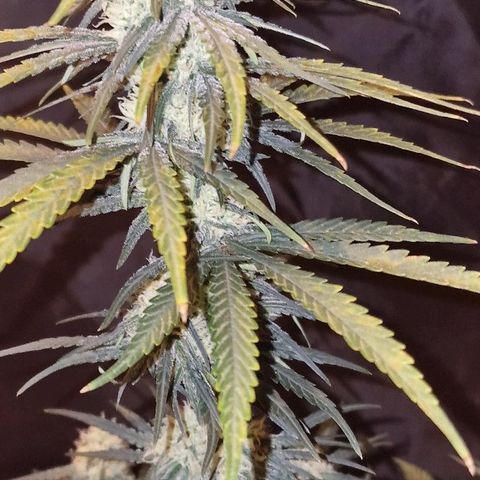 RQS - SweetZZ  growlog timeline photo
