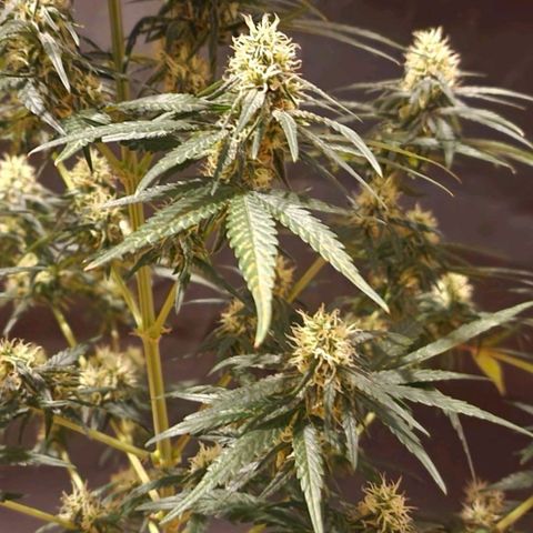 RQS - SweetZZ  growlog timeline photo
