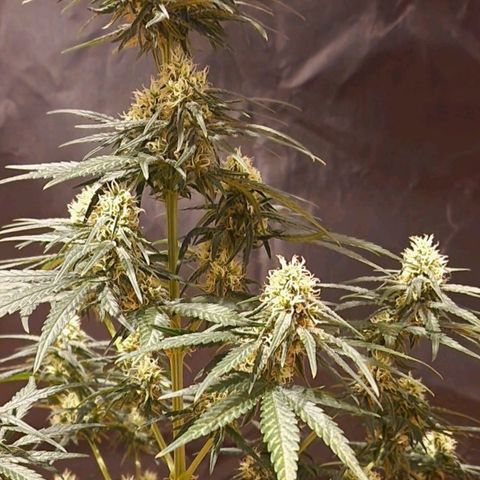RQS - SweetZZ  growlog timeline photo