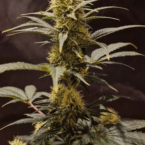 Sweet Seeds - Green Poison growlog timeline photo