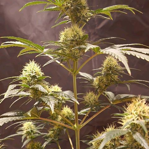 Sweet Seeds - Green Poison growlog timeline photo