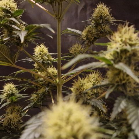 Sweet Seeds - Green Poison growlog timeline photo