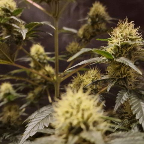 Sweet Seeds - Green Poison growlog timeline photo