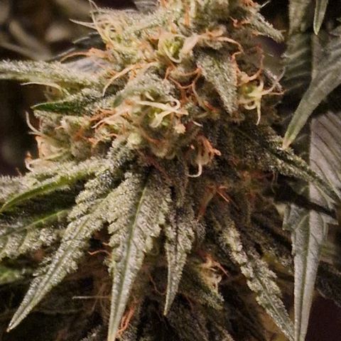 Fastbuds FF - Tropicana Cookies growlog timeline photo