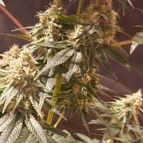 Fastbuds FF - Tropicana Cookies growlog timeline photo