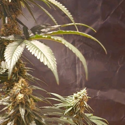 Fastbuds FF - Tropicana Cookies growlog timeline photo
