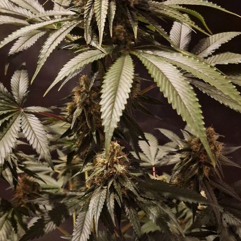 Fastbuds FF - Tropicana Cookies growlog timeline photo