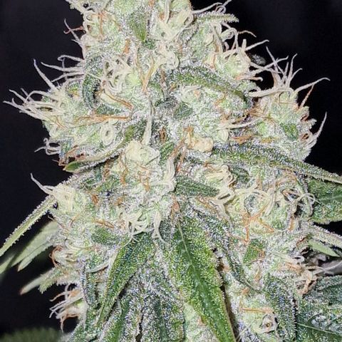 Fastbuds FF - Tropicana Cookies growlog timeline photo