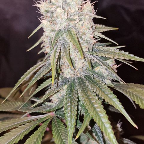 Fastbuds FF - Tropicana Cookies growlog timeline photo
