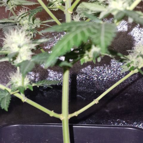 Sweet Seeds - Green Poison growlog timeline photo