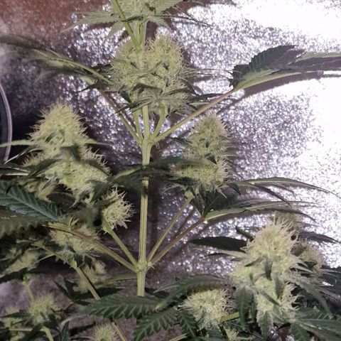 Sweet Seeds - Green Poison growlog timeline photo