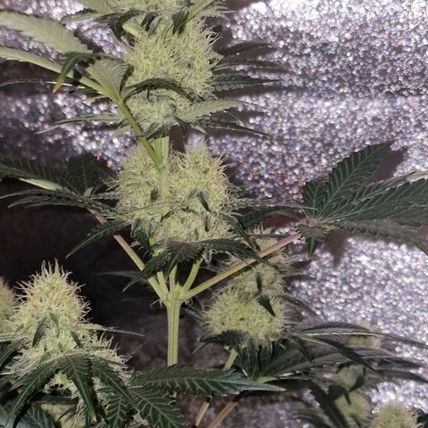 Sweet Seeds - Green Poison growlog timeline photo