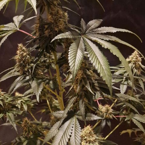 Fastbuds FF - Tropicana Cookies growlog timeline photo