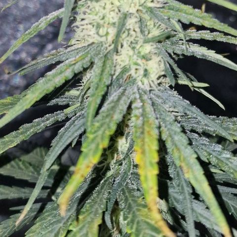 RQS - SweetZZ  growlog timeline photo