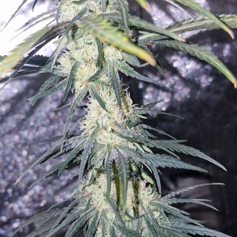 RQS - SweetZZ  growlog timeline photo