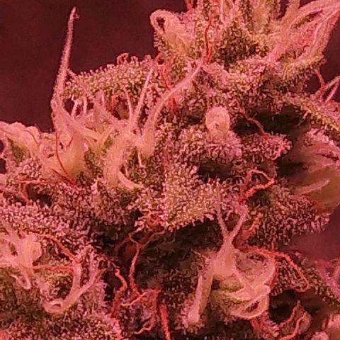 Fastbuds FF - Tropicana Cookies growlog timeline photo