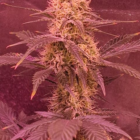 Sweet Seeds - Green Poison growlog timeline photo