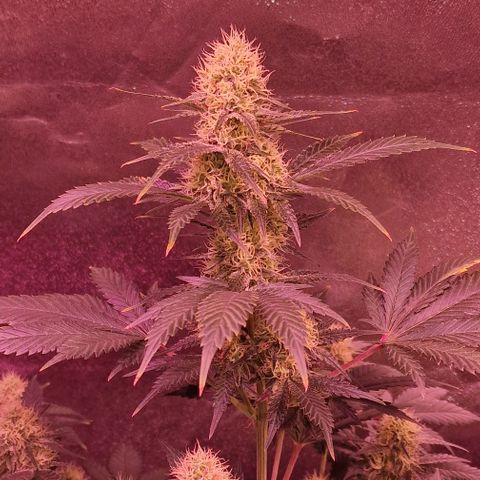 Sweet Seeds - Green Poison growlog timeline photo