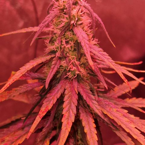 RQS - SweetZZ  growlog timeline photo