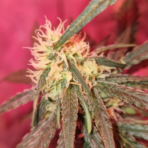 RQS - SweetZZ  growlog timeline photo