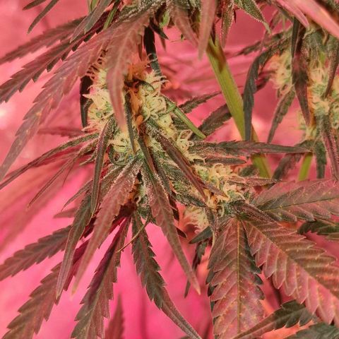 RQS - SweetZZ  growlog timeline photo