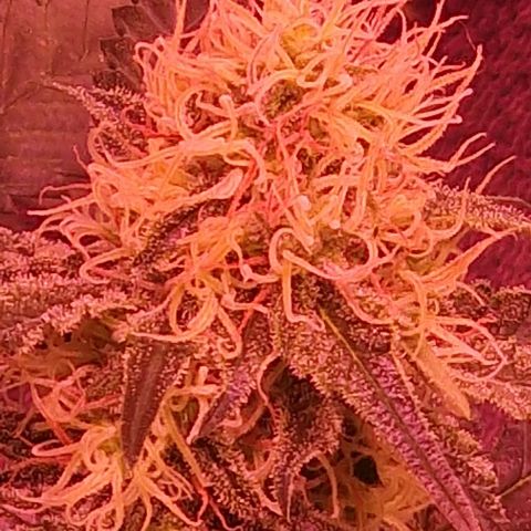 Sweet Seeds - Green Poison growlog timeline photo