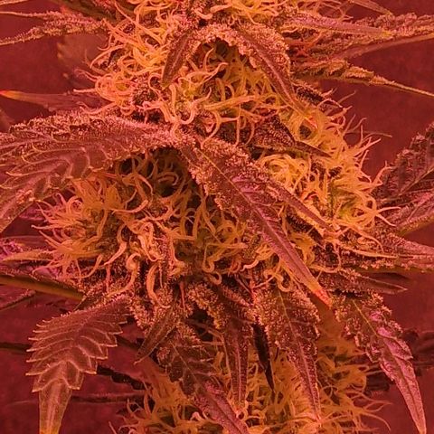 Sweet Seeds - Green Poison growlog timeline photo