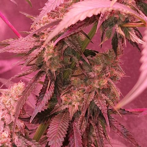 Fastbuds FF - Tropicana Cookies growlog timeline photo